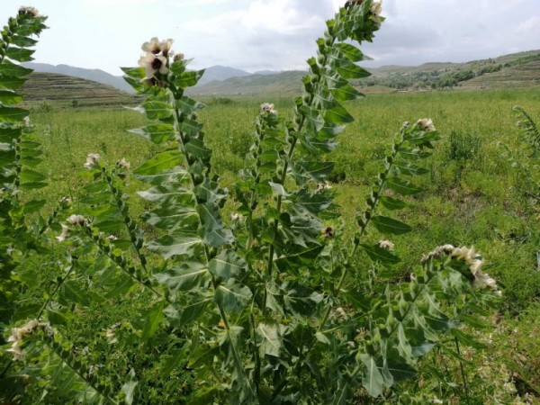 假葉樹根提取物