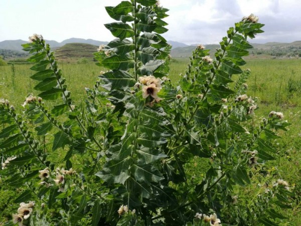 假葉樹根提取物