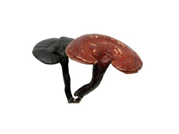 艾蘭得牌雙芝含片