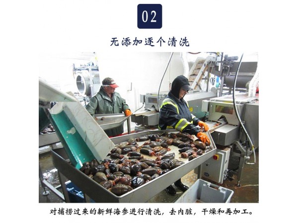 樂參干海參粉濃縮研磨片