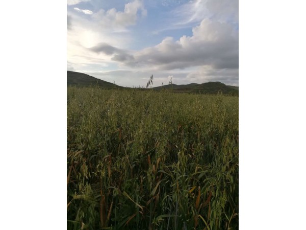 野生桑黃提取物