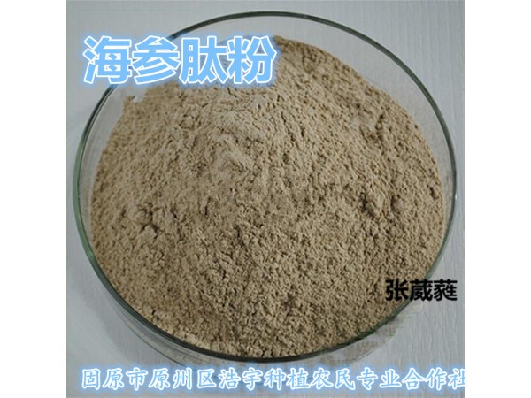 海參小分子肽 50%