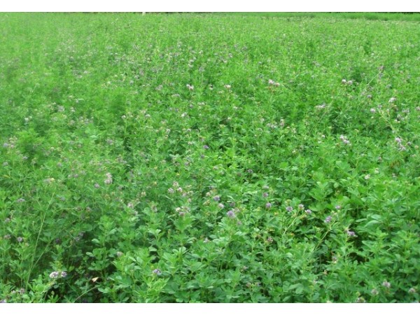 寧夏固原紫花苜蓿粉