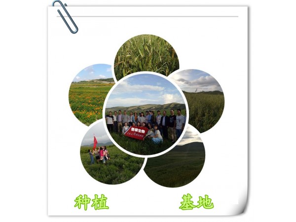 鋸棕櫚漿果提取物10:1速溶