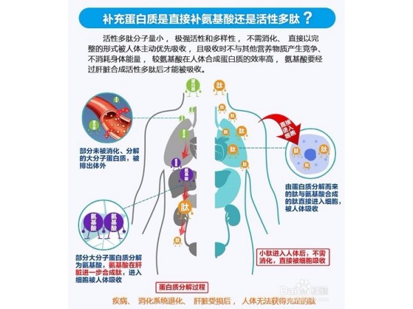 膠原蛋白肽全國招商