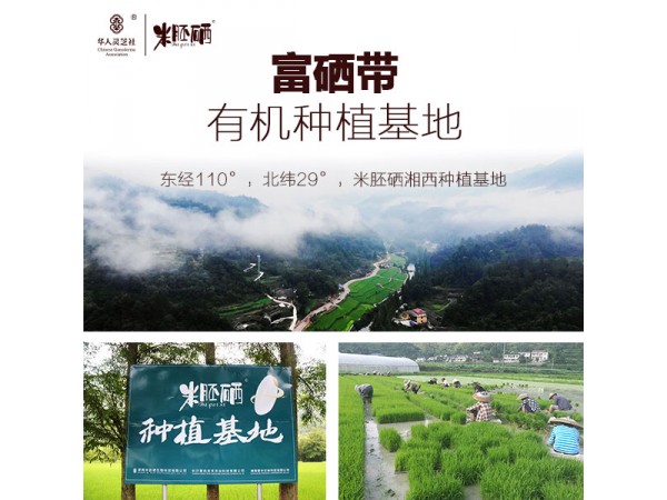 富硒米胚沖調(diào)粉