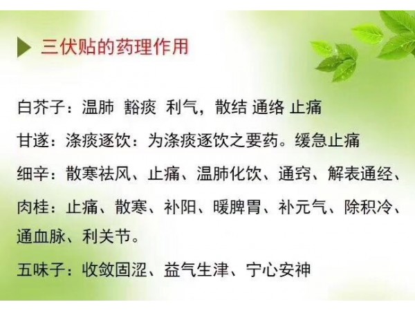 冬病夏治三伏貼