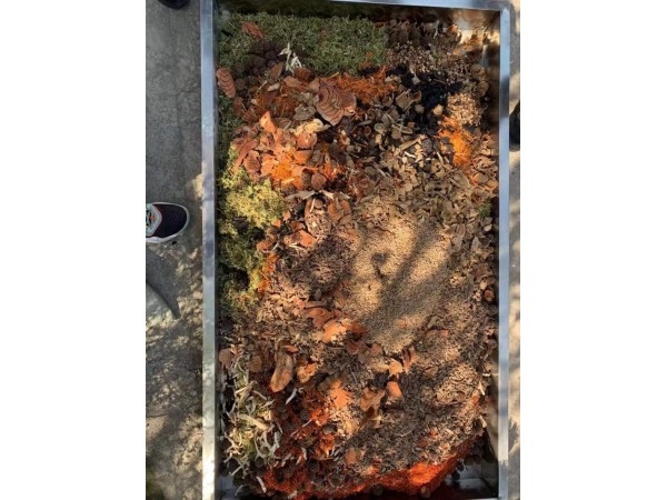 本草抑菌粉（中藥粉）